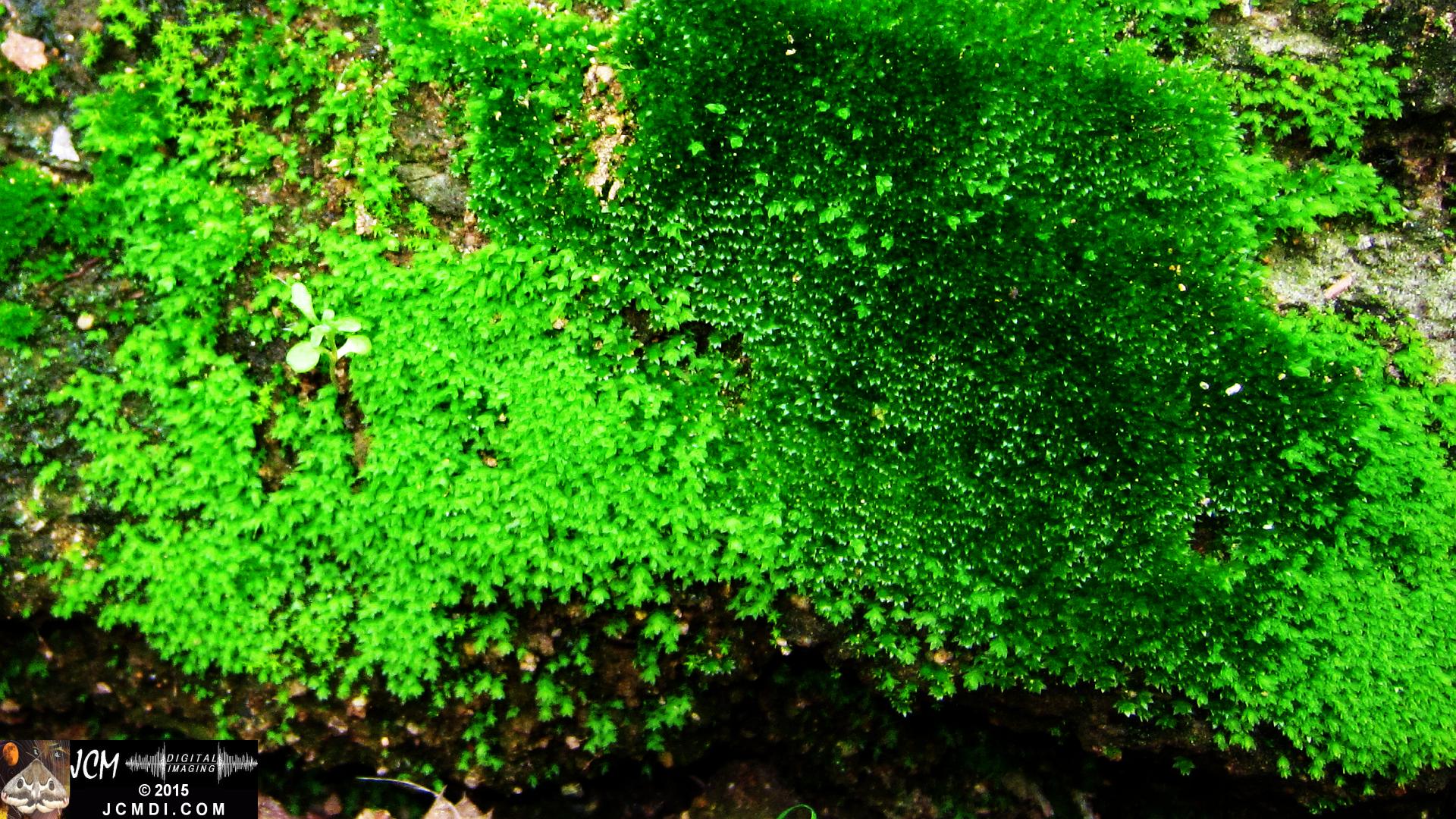 Whitney Canyon moss close-up